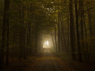 Обои свет, дорога, листва, осень, тунель, the road, light, road, foliage, autumn, tunnel разрешение 2560x1600 Загрузить