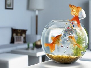 Обои рыбки, аквариум, корм, fish, aquarium, food разрешение 1920x1200 Загрузить