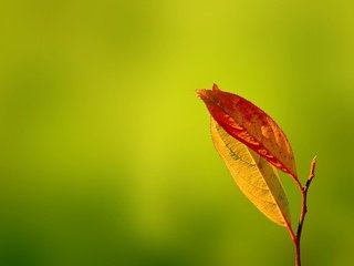 Обои зелень, листья, осень, gentle caress, greens, leaves, autumn разрешение 2560x1600 Загрузить