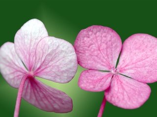 Обои зелёный, лепестки, розовый, green, petals, pink разрешение 1920x1200 Загрузить