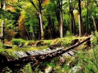 Обои деревья, природа, обои, мостик, лес, красота, глушь, trees, nature, wallpaper, the bridge, forest, beauty, wilderness разрешение 1920x1200 Загрузить