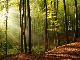 Обои свет, деревья, природа, дерево, листья, фото, лучи солнца, красота, light, trees, nature, tree, leaves, photo, the rays of the sun, beauty разрешение 2560x1600 Загрузить