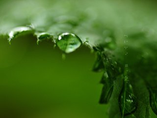 Обои зелень, капли, лист, greens, drops, sheet разрешение 2560x1600 Загрузить