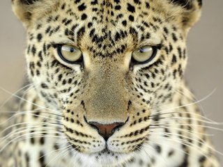 Обои морда, усы, взгляд, леопард, пятна, face, mustache, look, leopard, spot разрешение 1920x1200 Загрузить