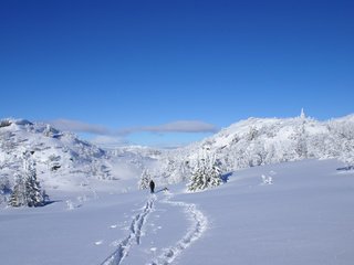 Обои солнце, снег, зима, собака, блеск, елочки, лыжник, the sun, snow, winter, dog, shine, christmas trees, skier разрешение 3592x2517 Загрузить