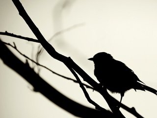 Обои черный, птица, силуэт, black, bird, silhouette разрешение 1920x1200 Загрузить