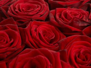 Обои обои, розы, красный, букет, wallpaper, roses, red, bouquet разрешение 2560x1600 Загрузить