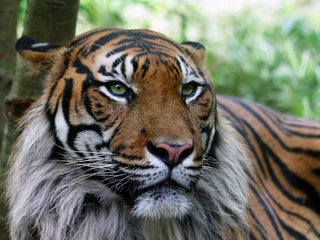 Обои тигр, шкура, серьезный, tiger, skin, serious разрешение 2560x1600 Загрузить