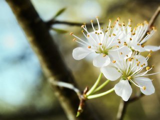 Обои ветка, цветение, весна, трио, белоснежное, branch, flowering, spring, trio, white разрешение 2048x1152 Загрузить