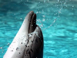 Обои вода, брызги, дельфин, water, squirt, dolphin разрешение 2560x1600 Загрузить