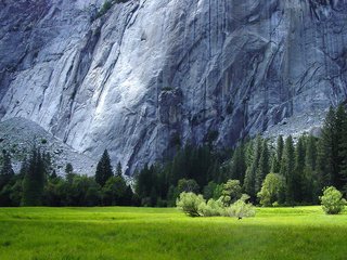 Обои лес, травы, гранитные скалы, йосемити, forest, grass, granite rocks, yosemite разрешение 1920x1200 Загрузить