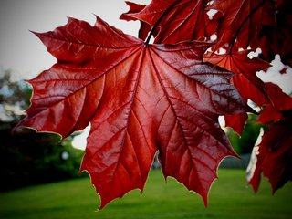 Обои листья, красные, клёна, leaves, red, maple разрешение 3456x2304 Загрузить