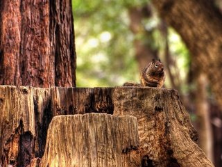 Обои белка, пенек, бурундук, белочка, грызун, protein, stump, chipmunk, squirrel, rodent разрешение 1920x1200 Загрузить