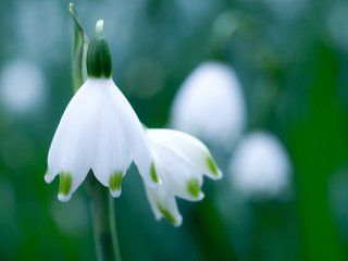 Обои зелень, макро, цветок, белый, весна, подснежник, белоцветник, greens, macro, flower, white, spring, snowdrop, snowflake разрешение 3648x2736 Загрузить