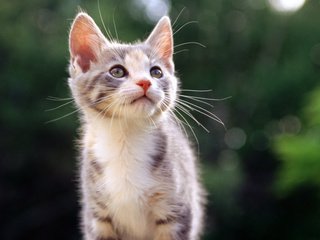 Обои природа, кот, мордочка, кошка, взгляд, котенок, nature, cat, muzzle, look, kitty разрешение 1920x1200 Загрузить