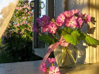 Обои цветы, лето, окно, ваза, занавеска, flowers, summer, window, vase, curtain разрешение 2560x1600 Загрузить