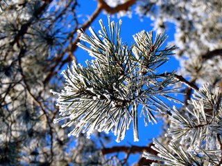 Обои зима, иней, сосна, winter, frost, pine разрешение 2560x1600 Загрузить