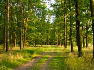 Обои дорога, лес, сосна, road, forest, pine разрешение 1920x1080 Загрузить