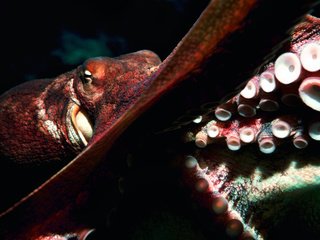 Обои осьминог, океан, глубина, подводный мир, octopus, the ocean, depth, underwater world разрешение 2560x1600 Загрузить