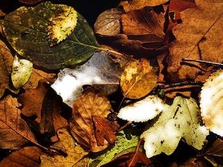 Обои природа, листья, макро, осень, осенние листья, nature, leaves, macro, autumn, autumn leaves разрешение 1920x1080 Загрузить