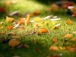 Обои листья, листва, осень, лужайка, газон, leaves, foliage, autumn, lawn разрешение 1920x1080 Загрузить