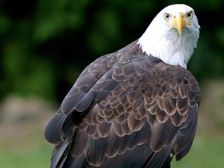 Обои орел, птица, клюв, перья, белоголовый орлан, eagle, bird, beak, feathers, bald eagle разрешение 1920x1080 Загрузить