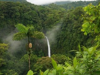 Обои водопад, пальма, тропики, джунгли, waterfall, palma, tropics, jungle разрешение 1920x1080 Загрузить