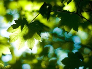 Обои деревья, солнце, зелёный, листва, луч, лист, trees, the sun, green, foliage, ray, sheet разрешение 1920x1200 Загрузить