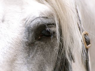 Обои лошадь, конь, грива, horse, mane разрешение 2560x1600 Загрузить