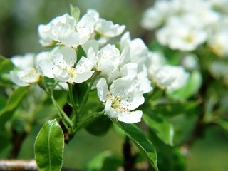 Обои дерево, цветение, ветки, весна, яблоня, tree, flowering, branches, spring, apple разрешение 1920x1200 Загрузить