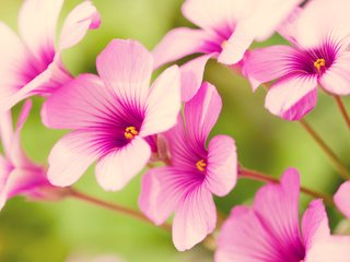 Обои цветы, лепестки, розовые, кислица, flowers, petals, pink, oxalis разрешение 1920x1080 Загрузить