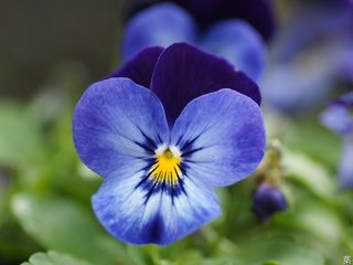 Обои цветы, лепестки, анютины глазки, flowers, petals, pansy разрешение 1920x1200 Загрузить