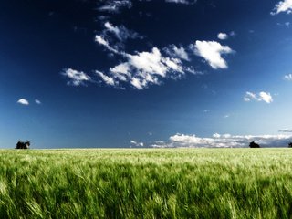 Обои небо, облака, поле, горизонт, пшеница, рожь, новая зеландия, the sky, clouds, field, horizon, wheat, rye, new zealand разрешение 1920x1200 Загрузить