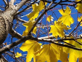 Обои листья, листва, осень, клен, leaves, foliage, autumn, maple разрешение 1920x1080 Загрузить