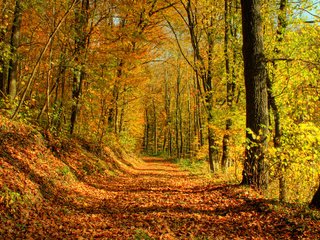 Обои деревья, солнце, лес, листья, листва, осень, тропа, trees, the sun, forest, leaves, foliage, autumn, trail разрешение 1920x1200 Загрузить