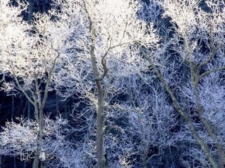 Обои деревья, снег, зима, иней, trees, snow, winter, frost разрешение 1920x1080 Загрузить