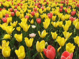 Обои цветы, бутоны, тюльпаны, flowers, buds, tulips разрешение 1920x1200 Загрузить