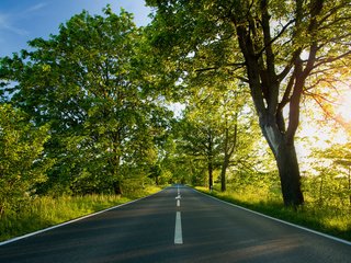 Обои дорога, деревья, листва, лето, разметка, road, trees, foliage, summer, markup разрешение 1920x1200 Загрузить