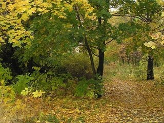 Обои деревья, лес, листья, листва, осень, тропа, trees, forest, leaves, foliage, autumn, trail разрешение 1920x1080 Загрузить