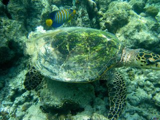 Обои черепаха, подводный мир, морская черепаха, turtle, underwater world, sea turtle разрешение 2272x1704 Загрузить