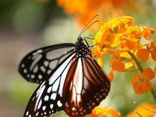 Обои насекомое, цветок, бабочка, крылья, монарх, insect, flower, butterfly, wings, monarch разрешение 1920x1200 Загрузить