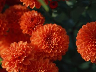 Обои цветы, оранжевый, георгины, flowers, orange, dahlias разрешение 1920x1200 Загрузить