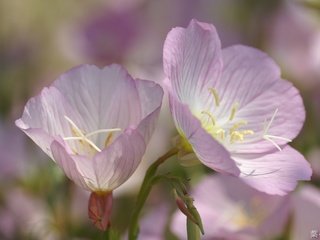 Обои цветы, немофила, вероника, flowers, nemophila, veronica разрешение 1920x1200 Загрузить