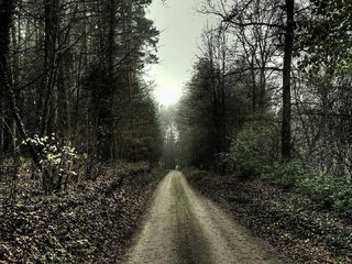 Обои дорога, деревья, природа, лес, пейзаж, грусть, осень, пасмурно, road, trees, nature, forest, landscape, sadness, autumn, overcast разрешение 1920x1080 Загрузить