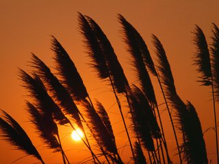 Обои закат, камыш, sunset, reed разрешение 2000x1333 Загрузить