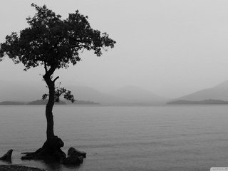 Обои озеро, природа, дерево, пейзаж, туман, чёрно-белое, lake, nature, tree, landscape, fog, black and white разрешение 1920x1080 Загрузить