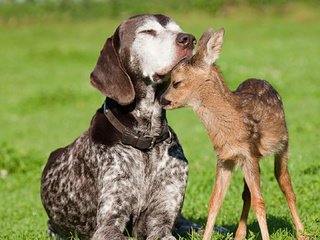 Обои нежность, дружба, доверие, tenderness, friendship, trust разрешение 1920x1080 Загрузить