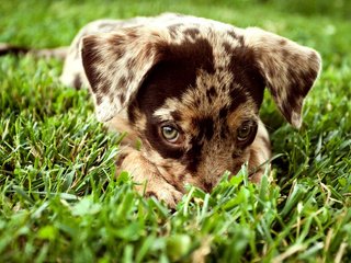 Обои трава, взгляд, собака, щенок, пятнистый, леопардовая собака катахулы, grass, look, dog, puppy, spotted, the catahoula leopard dog разрешение 1920x1200 Загрузить