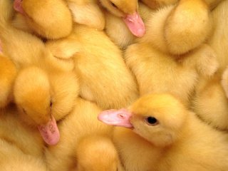 Обои птица, клюв, перья, утята, желтые, утка, птенцы, bird, beak, feathers, ducklings, yellow, duck, chicks разрешение 2560x1600 Загрузить