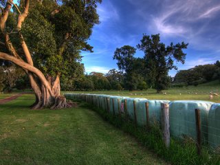 Обои небо, трава, облака, деревья, зелень, луг, ограда, the sky, grass, clouds, trees, greens, meadow, fence разрешение 1920x1080 Загрузить